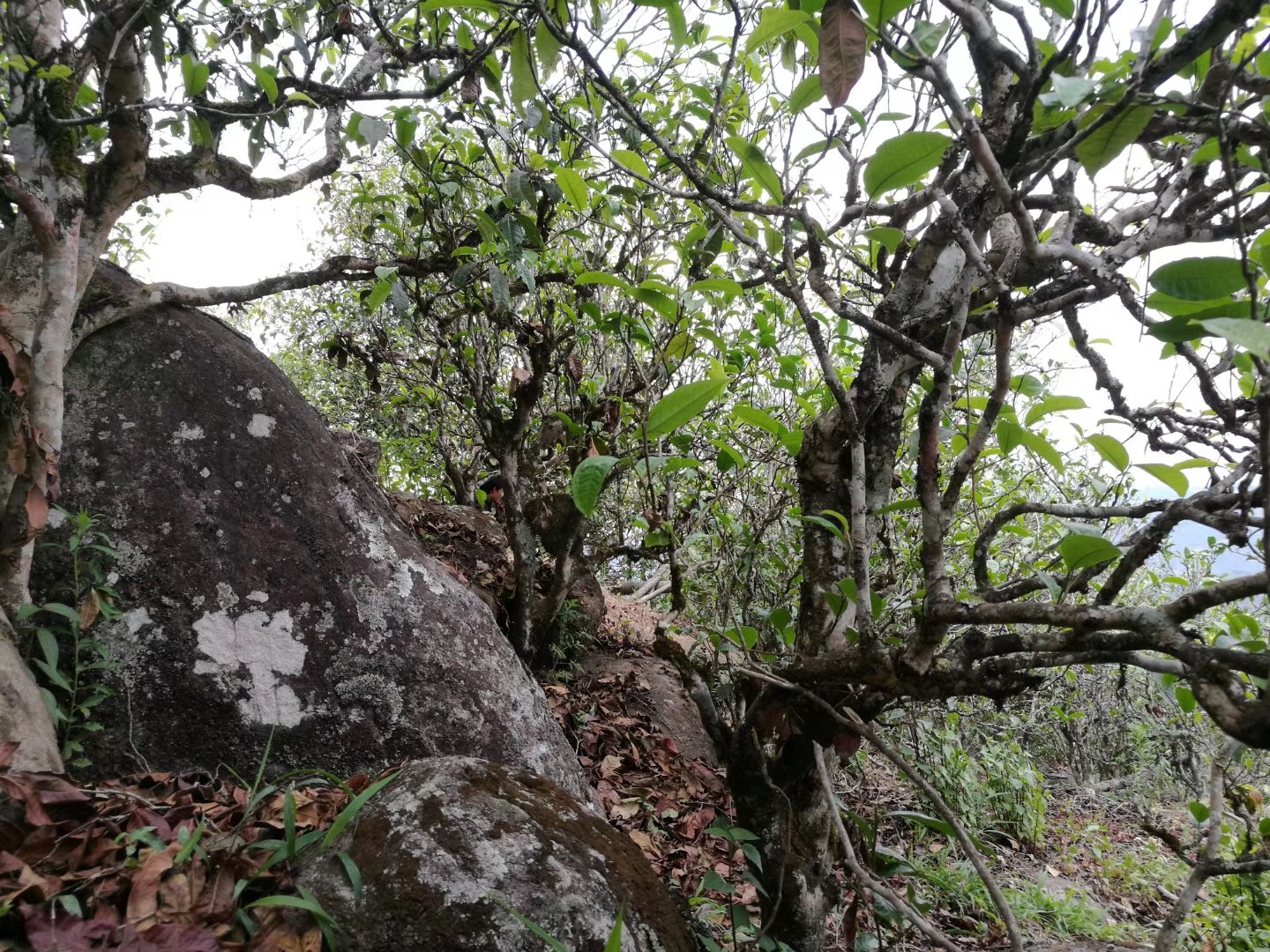 2019最火的十大古樹山頭茶